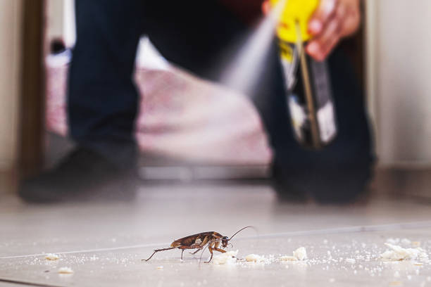 Best Flea Control Services  in La Quinta, CA